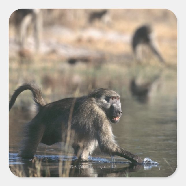 Chacma Baboons (Papio ursinus) durch Quadratischer Aufkleber (Vorderseite)