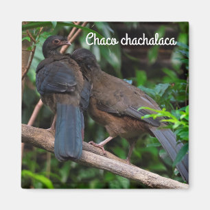 Chaco chachalaca magnet