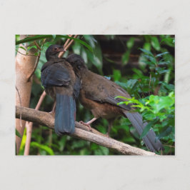 Chaco chachalacas postkarte