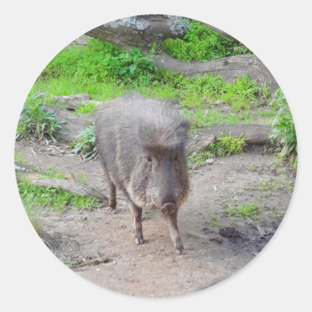 Chacoan Peccary #1 Stickers (Vorderseite)