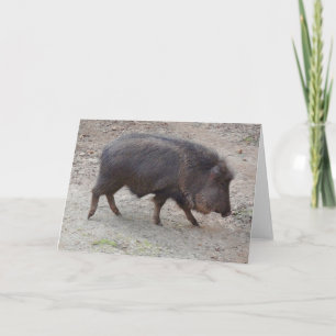 Chacoan Peccary #2 Karte