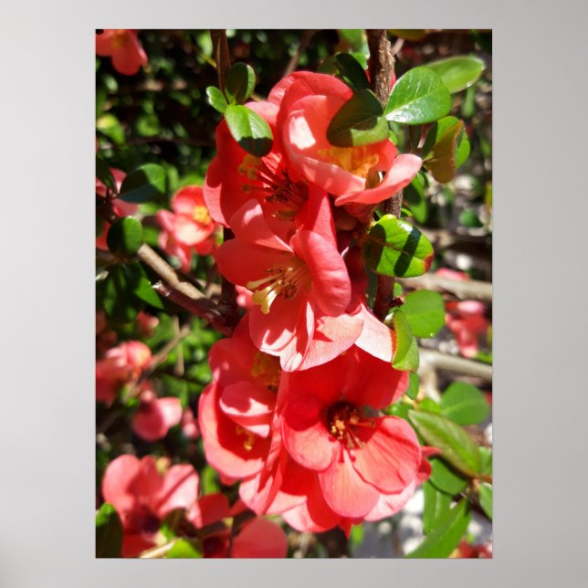 Chaenomeles japonica, Zierquitte Poster (Vorne)