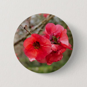 Chaenomeles speciosa Abzeichen Button