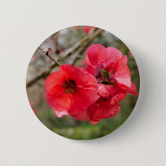 Chaenomeles speciosa Abzeichen Button (Vorderseite)
