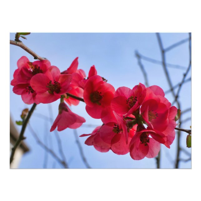 Chaenomeles speciosa fotodruck (Vorne)