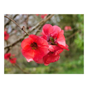 Chaenomeles speciosa fotodruck