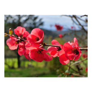 Chaenomeles speciosa fotodruck