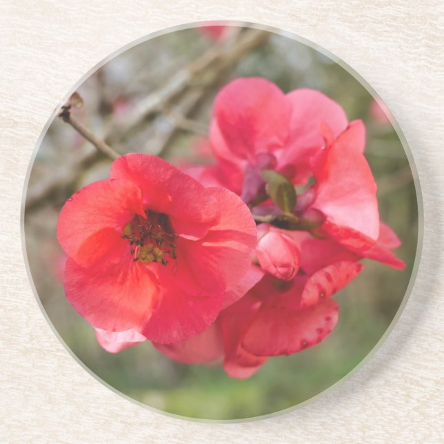 Chaenomeles speciosa getränkeuntersetzer (Vorne)