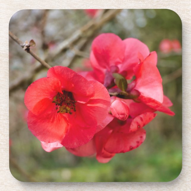 Chaenomeles speciosa getränkeuntersetzer (Vorderseite)