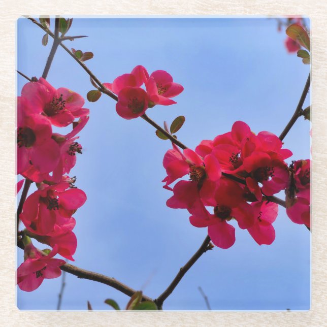 Chaenomeles speciosa glasuntersetzer (Vorderseite)