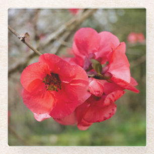 Chaenomeles speciosa glasuntersetzer