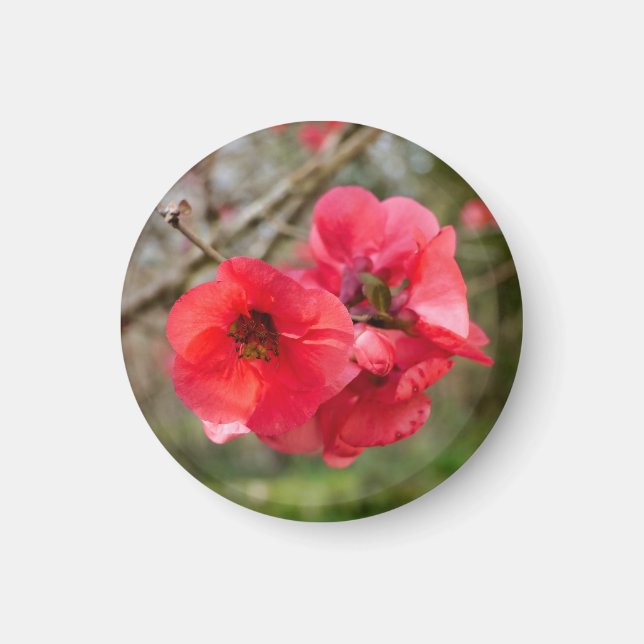 Chaenomeles speciosa magnet (Vorne)