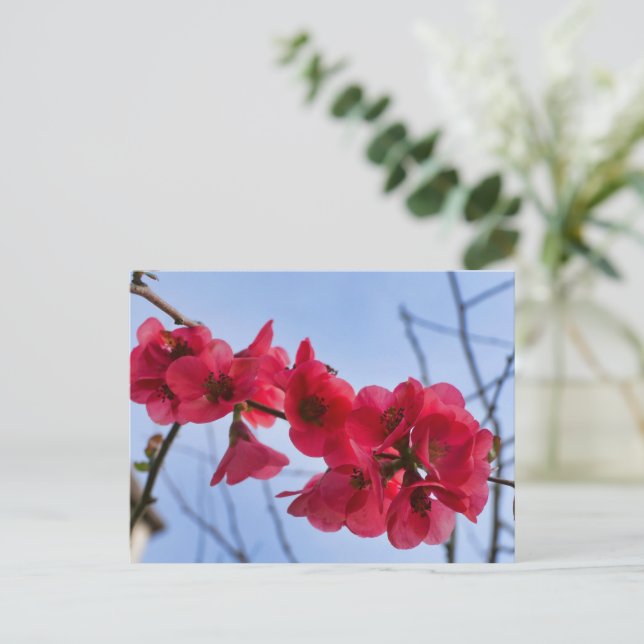 Chaenomeles speciosa postkarte (Stehend Vorderseite)