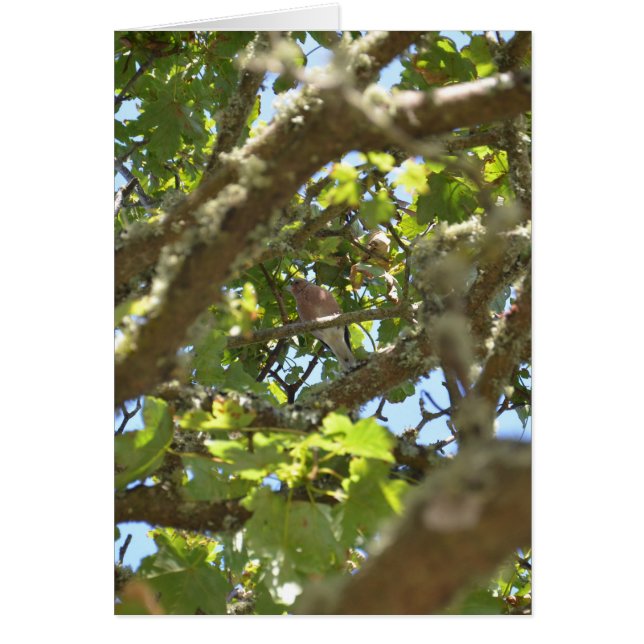 Chaffinch (Vorne)