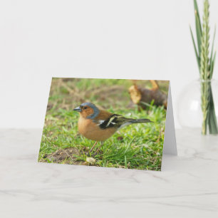 Chaffinch - Chaffinch-Gruß-Karte irgendeine Karte