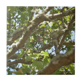 Chaffinch Fliese