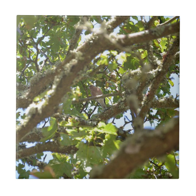 Chaffinch Fliese (Vorderseite)