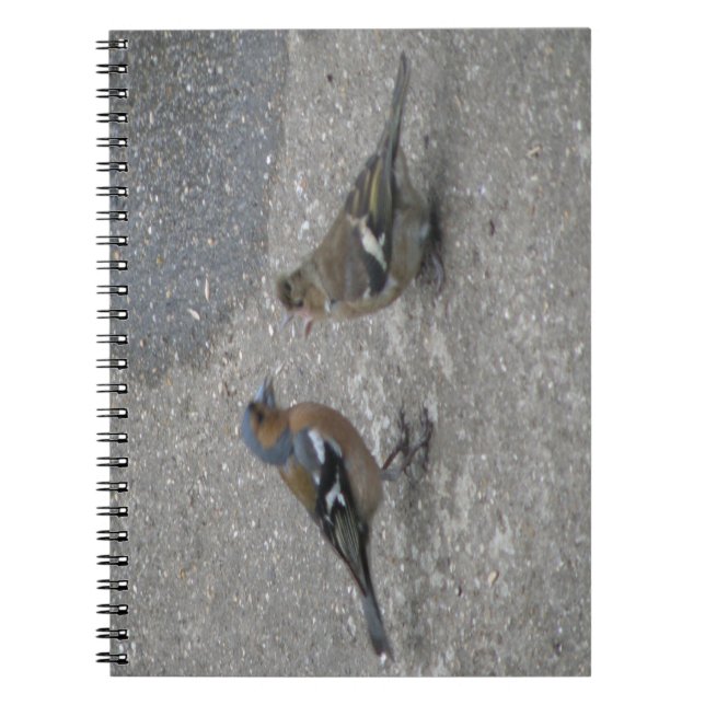 Chaffinch Füttre Me Notebook Notizblock (Vorderseite)