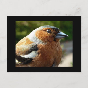 Chaffinch PostCard Postkarte