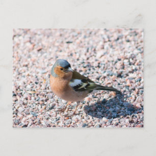 Chaffinch Postkarte