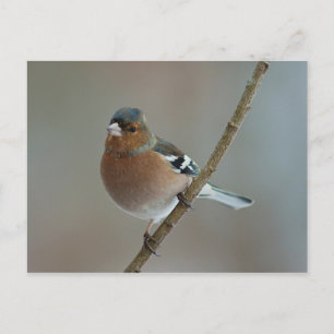 Chaffinch - Postkarte