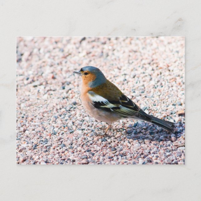 Chaffinch Postkarte (Vorderseite)