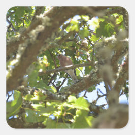 Chaffinch Quadratischer Aufkleber