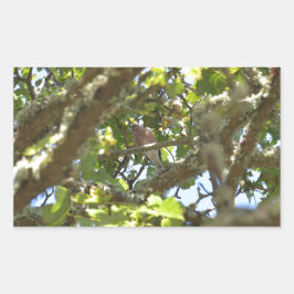 Chaffinch Rechteckiger Aufkleber