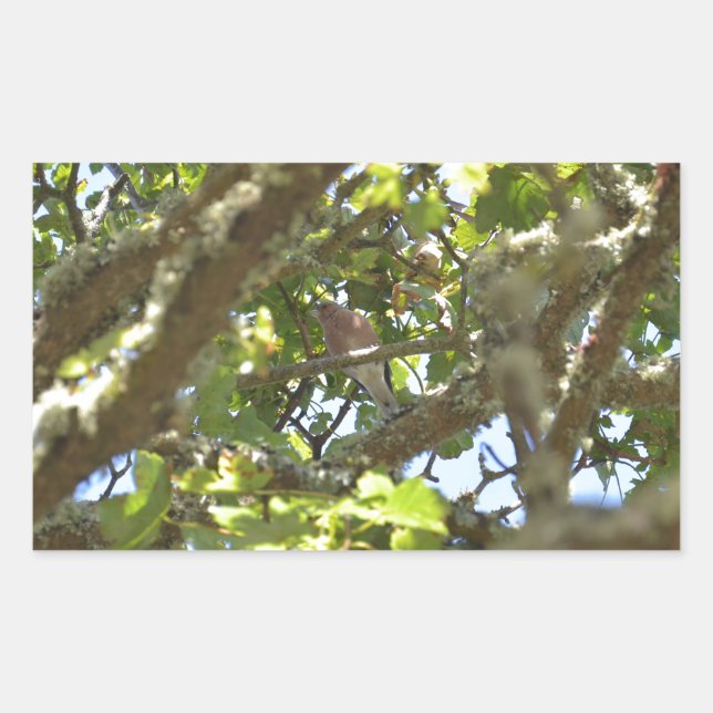 Chaffinch Rechteckiger Aufkleber (Vorderseite)