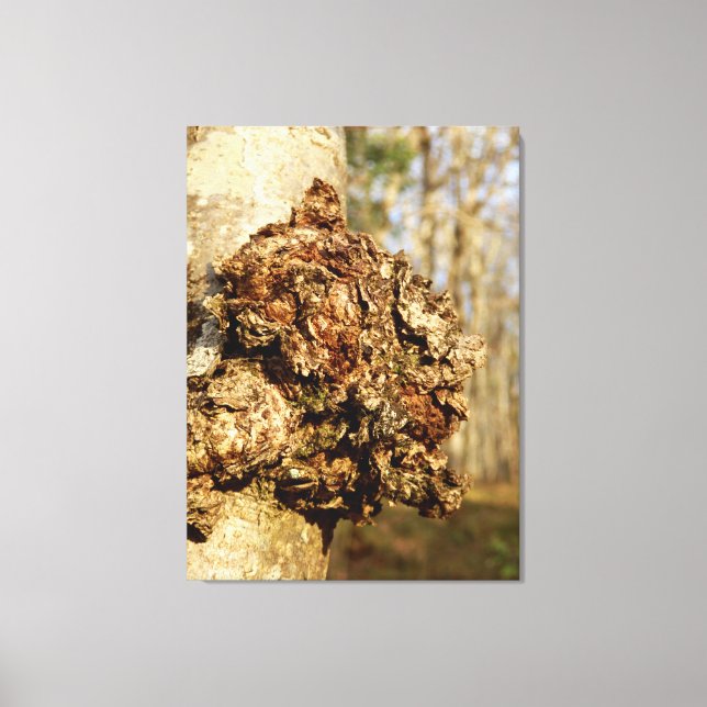 Chaga Mushroom Canvas Print Leinwanddruck (Vorderseite)