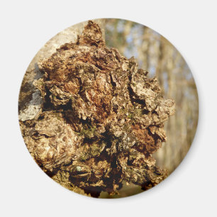 Chaga Mushroom Magnet