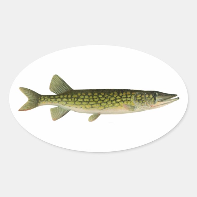 Chain Pickerel Illustration Ovaler Aufkleber (Vorderseite)