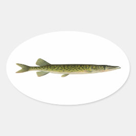 Chain Pickerel Illustration Ovaler Aufkleber