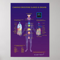 Chakras Endocrine Glands and Organs