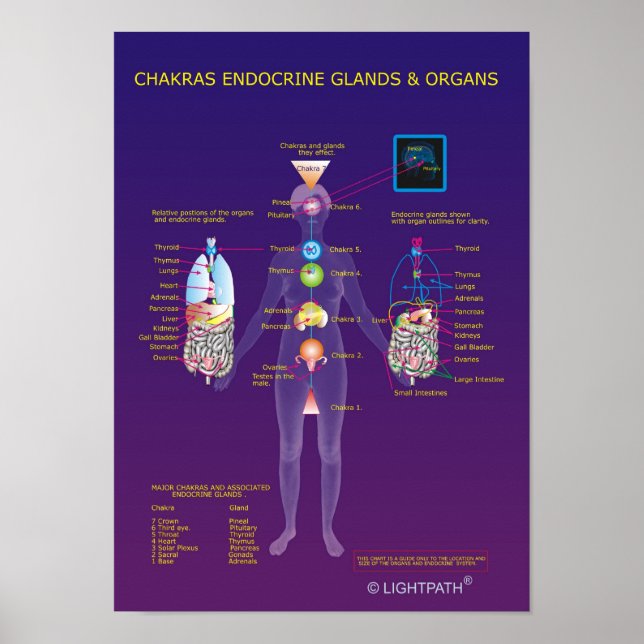 Chakras Endocrine Glands and Organs Poster (Vorne)