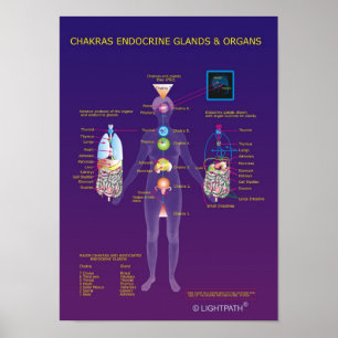 Chakras endokrine Drüsen und Organe Poster