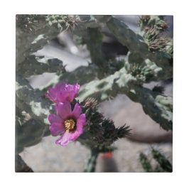 Challa Cactus in Blüte Fliese