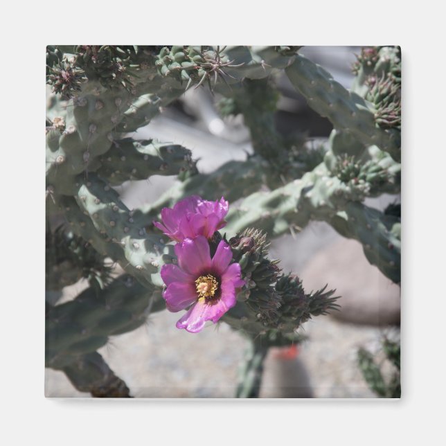 Challa Cactus in Blüte Magnet (Vorne)