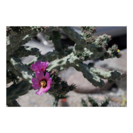 Challa Cactus in Blüte Poster