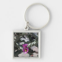 Challa Cactus in Blüte