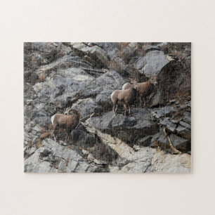 Challenging Bighorn Sheep Georgetown Colorado Puzzle