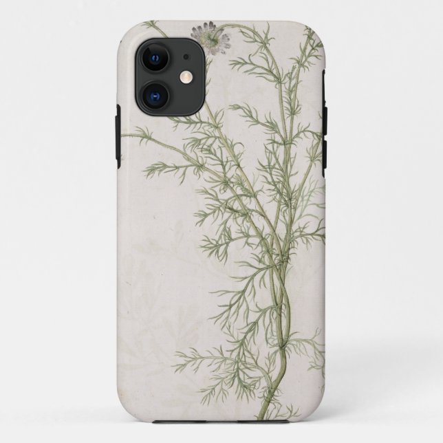 Chamaemelum nobile Allioni, c.1568 Case-Mate iPhone Hülle (Rückseite)