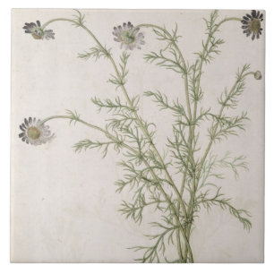 Chamaemelum nobile Allioni, c.1568 Fliese