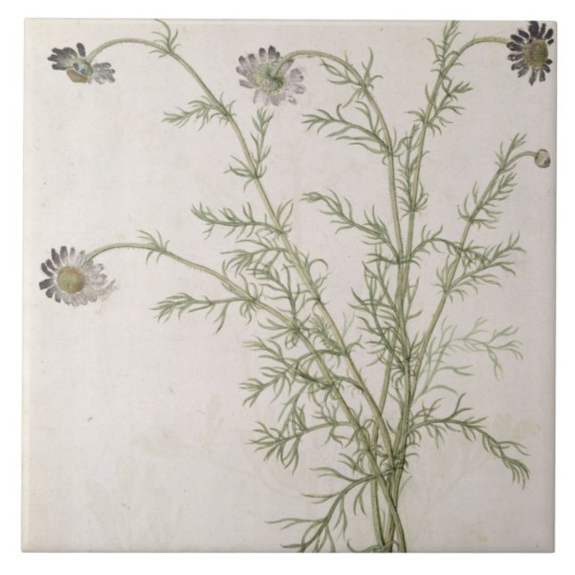 Chamaemelum nobile Allioni, c.1568 Fliese (Vorderseite)