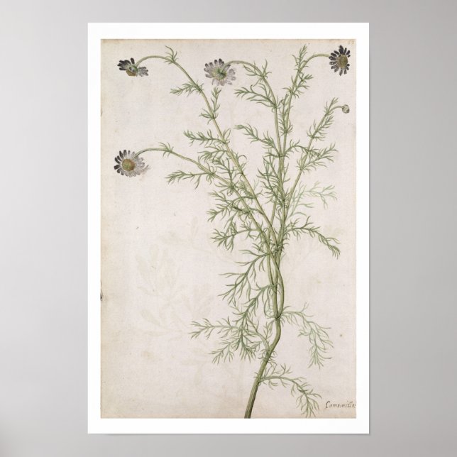 Chamaemelum nobile Allioni, c.1568 Poster (Vorne)