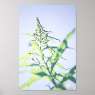 Chamaenerion angustifolium Fireweed Green Blätter Poster