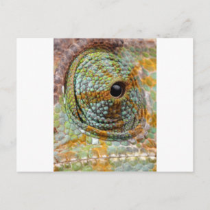 Chamäleon-Augen-Mod Stylisches Tier Postkarte