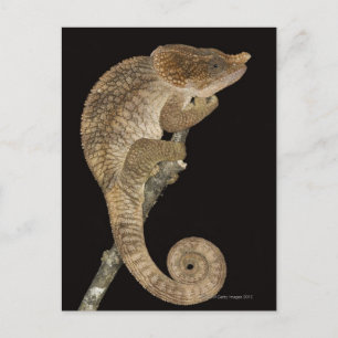 Chamäleon (Calumma brevicornis) mit kurzem Hornhau Postkarte