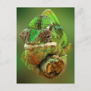 Chamäleon Foto Postkarte