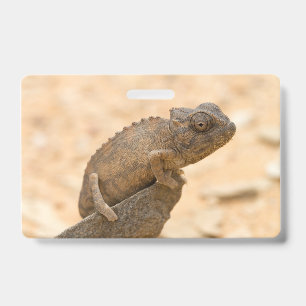Chamäleon in Namibia Ausweis